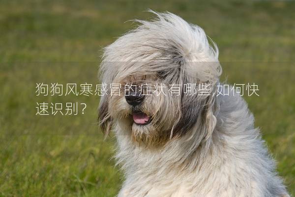 狗狗風寒感冒的癥狀有哪些,如何快速識別? 狗狗風寒感冒的癥狀有哪些,如何快速識別?