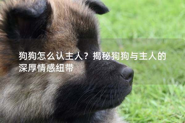 狗狗怎么認(rèn)主人？揭秘狗狗與主人的深厚情感紐帶