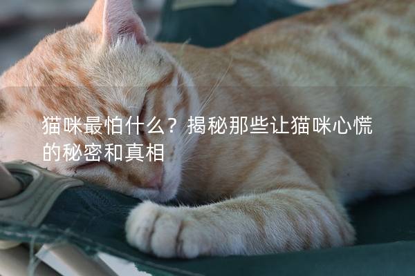 貓咪最怕什么？揭秘那些讓貓咪心慌的秘密和真相