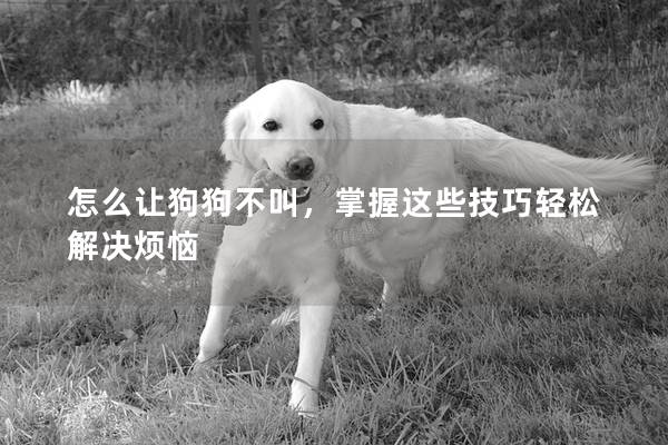 怎么讓狗狗不叫，掌握這些技巧輕松解決煩惱