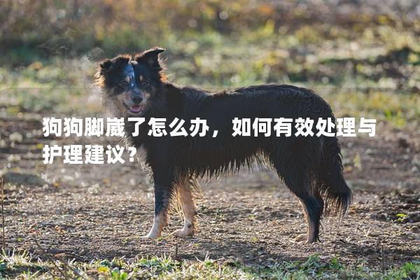 狗狗腳崴了怎么辦，如何有效處理與護理建議？