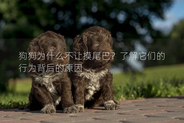 狗狗為什么不讓摸尾巴？了解它們的行為背后的原因