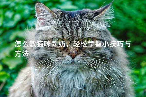 怎么教貓咪踩奶，輕松掌握小技巧與方法