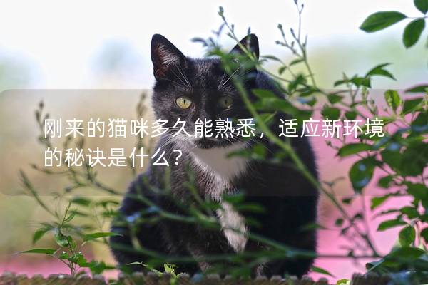 剛來(lái)的貓咪多久能熟悉，適應(yīng)新環(huán)境的秘訣是什么？