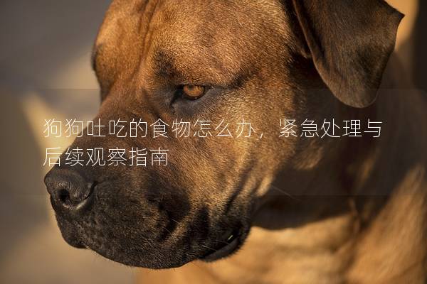 狗狗吐吃的食物怎么辦，緊急處理與后續(xù)觀察指南