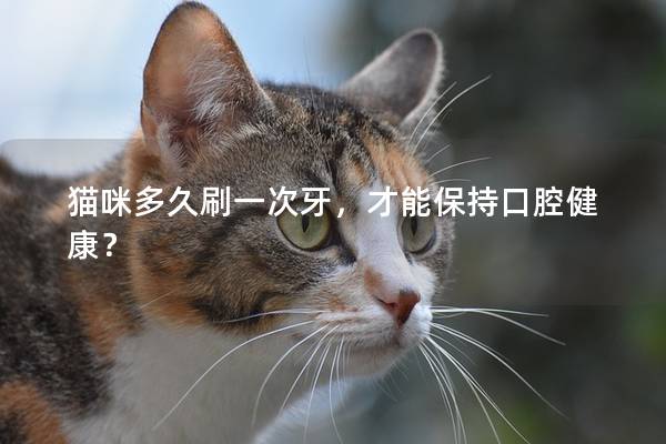 貓咪多久刷一次牙，才能保持口腔健康？