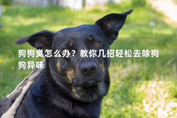 狗狗臭怎么辦？教你幾招輕松去除狗狗異味