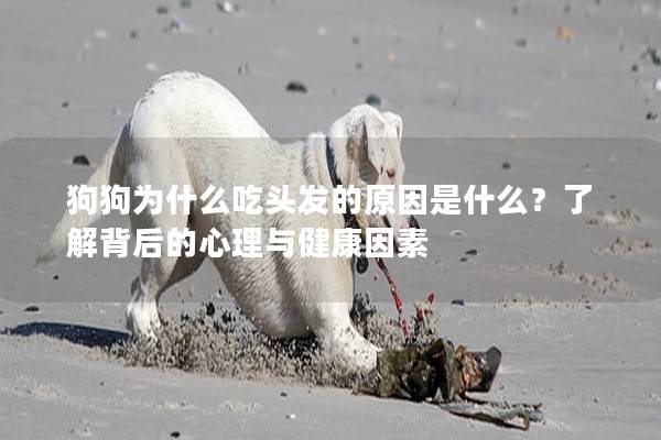 狗狗為什么吃頭發(fā)的原因是什么？了解背后的心理與健康因素