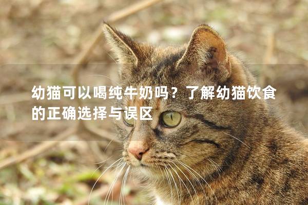 幼貓可以喝純牛奶嗎？了解幼貓飲食的正確選擇與誤區(qū)