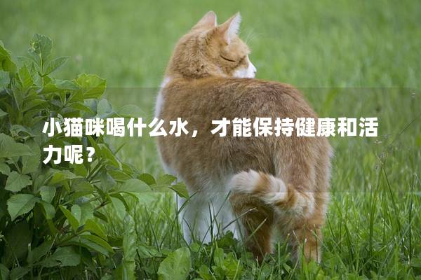 小貓咪喝什么水，才能保持健康和活力呢？