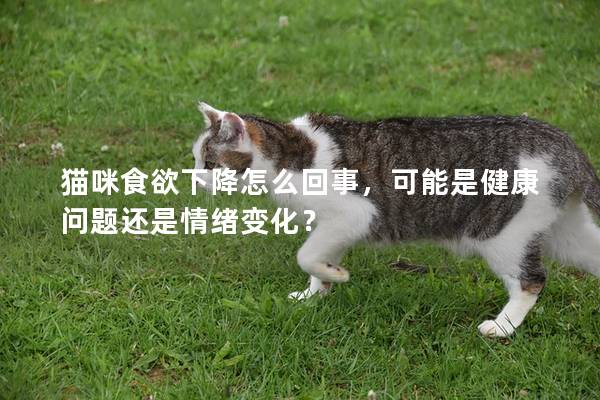 貓咪食欲下降怎么回事，可能是健康問題還是情緒變化？
