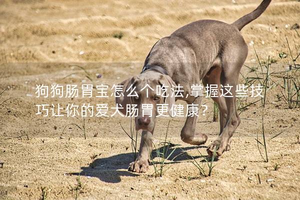 狗狗腸胃寶怎么個吃法,掌握這些技巧讓你的愛犬腸胃更健康？