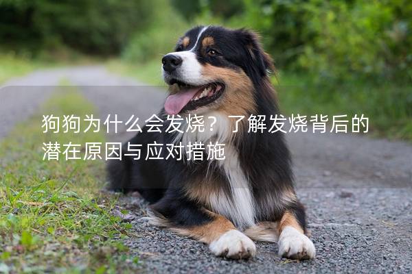 狗狗為什么會發燒？了解發燒背后的潛在原因與應對措施