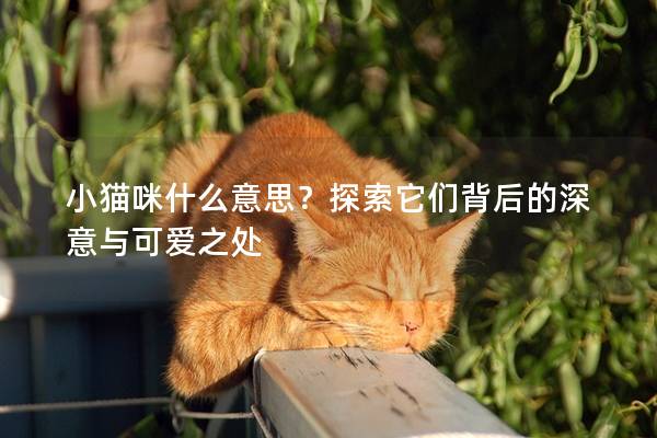 小貓咪什么意思？探索它們背后的深意與可愛之處