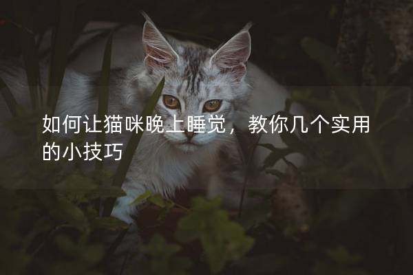 如何讓貓咪晚上睡覺，教你幾個實用的小技巧