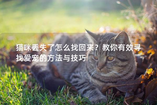 貓咪丟失了怎么找回來？教你有效尋找愛寵的方法與技巧