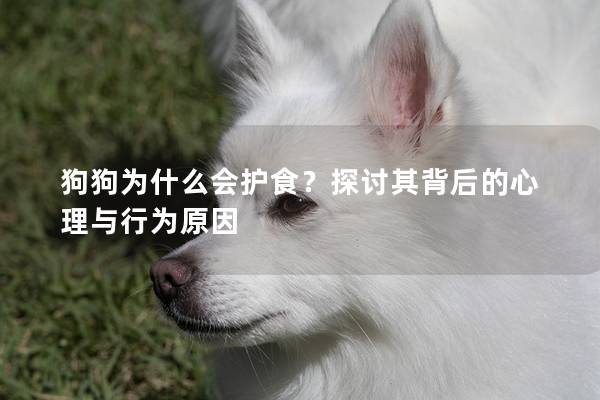 狗狗為什么會護食？探討其背后的心理與行為原因