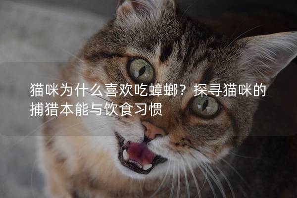 貓咪為什么喜歡吃蟑螂？探尋貓咪的捕獵本能與飲食習慣