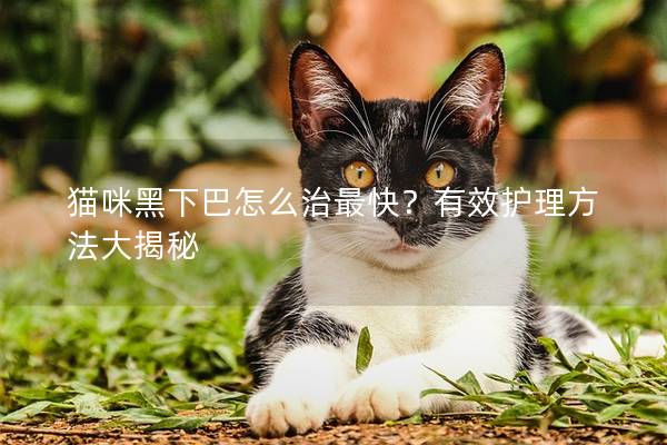 貓咪黑下巴怎么治最快？有效護(hù)理方法大揭秘