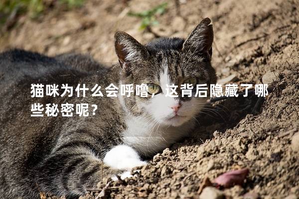 貓咪為什么會呼嚕，這背后隱藏了哪些秘密呢？