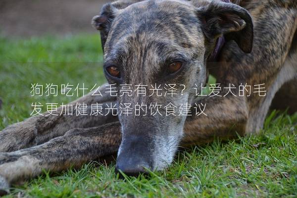 狗狗吃什么毛亮有光澤？讓愛犬的毛發(fā)更加健康光澤的飲食建議