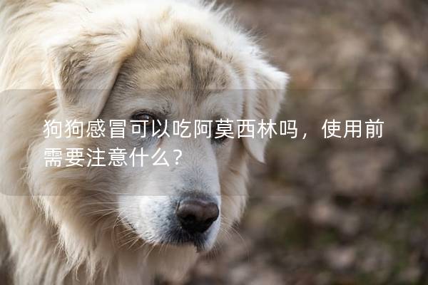 狗狗感冒可以吃阿莫西林嗎，使用前需要注意什么？