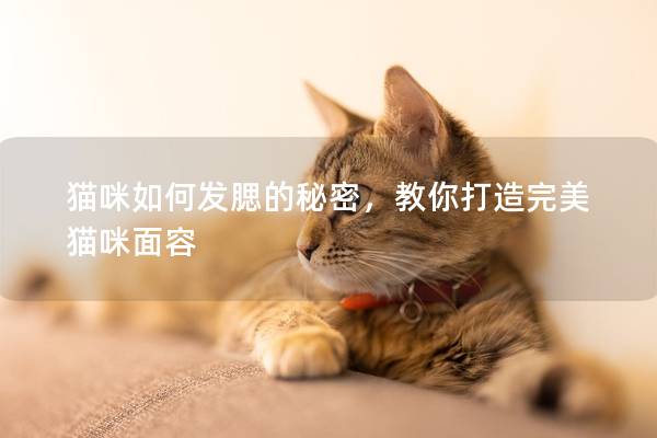 貓咪如何發(fā)腮的秘密,教你打造完美貓咪面容 貓咪如何發(fā)腮的秘密,教你打造完美貓咪面容