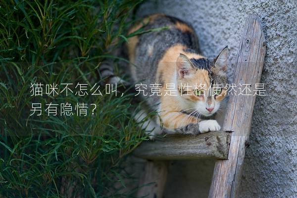 貓咪不怎么叫，究竟是性格使然還是另有隱情？