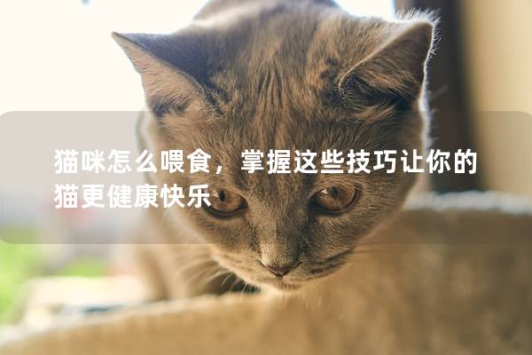 貓咪怎么喂食，掌握這些技巧讓你的貓更健康快樂