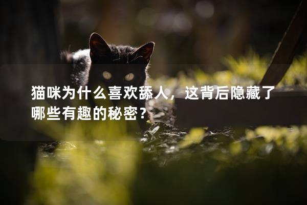 貓咪為什么喜歡舔人，這背后隱藏了哪些有趣的秘密？