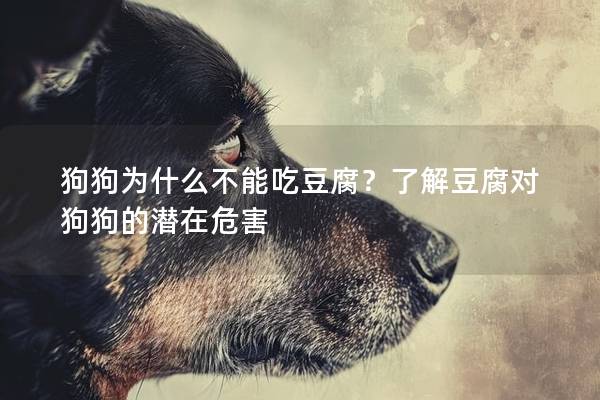 狗狗為什么不能吃豆腐？了解豆腐對狗狗的潛在危害
