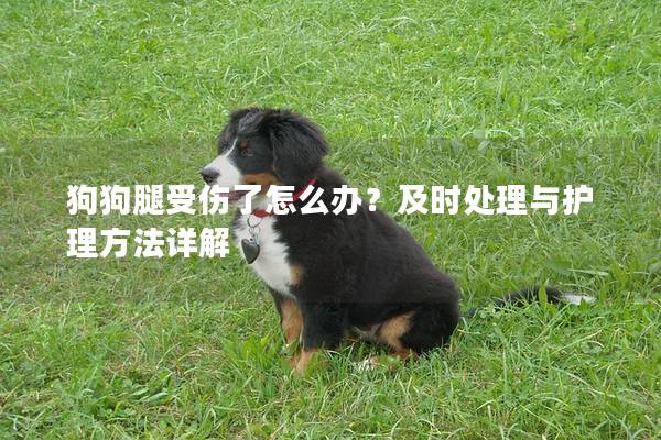 狗狗腿受傷了怎么辦？及時處理與護理方法詳解