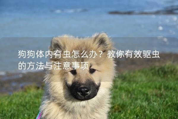狗狗體內有蟲怎么辦？教你有效驅蟲的方法與注意事項