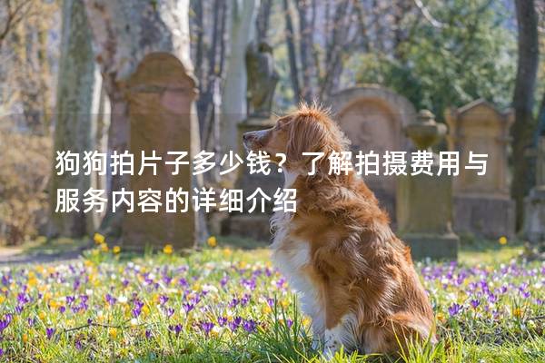 狗狗拍片子多少錢？了解拍攝費用與服務內容的詳細介紹