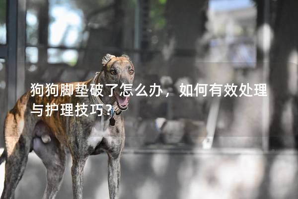 狗狗腳墊破了怎么辦，如何有效處理與護理技巧？