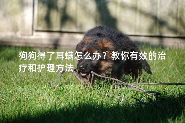狗狗得了耳螨怎么辦？教你有效的治療和護理方法