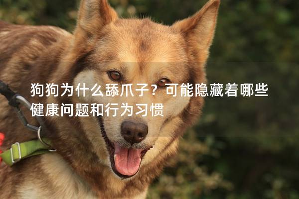 狗狗為什么舔爪子？可能隱藏著哪些健康問題和行為習慣