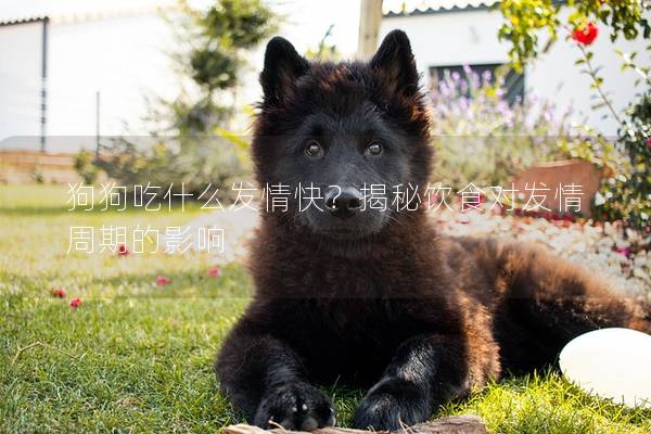 狗狗吃什么發(fā)情快？揭秘飲食對(duì)發(fā)情周期的影響