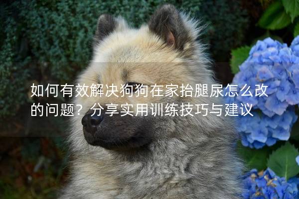 如何有效解決狗狗在家抬腿尿怎么改的問題？分享實用訓練技巧與建議