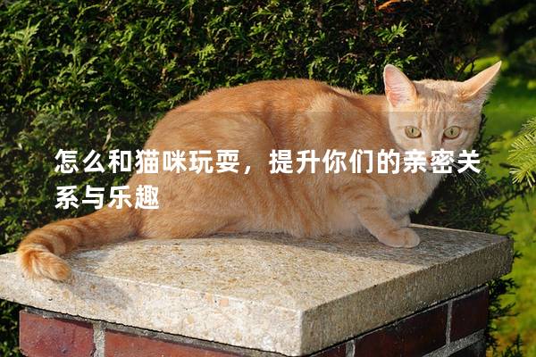 怎么和貓咪玩耍，提升你們的親密關系與樂趣