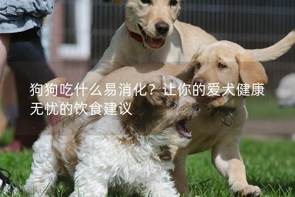 狗狗吃什么易消化？讓你的愛犬健康無憂的飲食建議