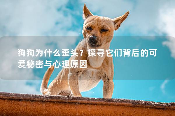 狗狗為什么歪頭？探尋它們背后的可愛秘密與心理原因