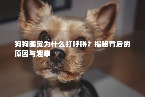 狗狗睡覺為什么打呼嚕？揭秘背后的原因與趣事