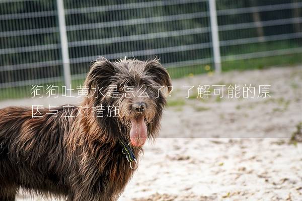 狗狗吐黃水是怎么了？了解可能的原因與應(yīng)對(duì)措施