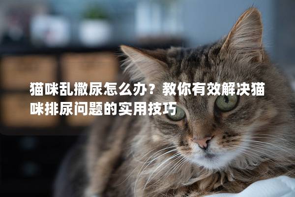 貓咪亂撒尿怎么辦？教你有效解決貓咪排尿問(wèn)題的實(shí)用技巧