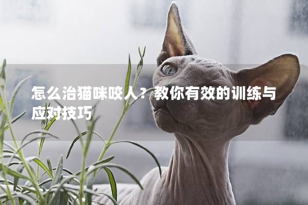怎么治貓咪咬人？教你有效的訓練與應對技巧