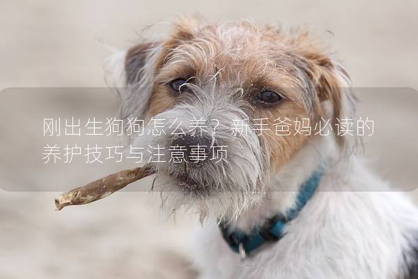 剛出生狗狗怎么養？新手爸媽必讀的養護技巧與注意事項