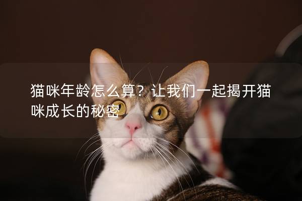 貓咪年齡怎么算？讓我們一起揭開貓咪成長(zhǎng)的秘密