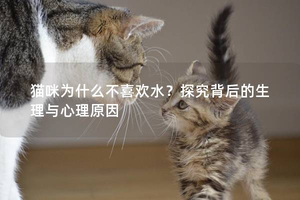 貓咪為什么不喜歡水？探究背后的生理與心理原因