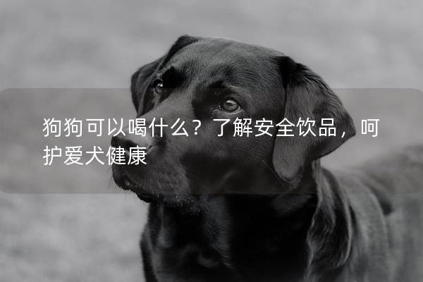 狗狗可以喝什么?了解安全飲品,呵護(hù)愛犬健康 狗狗可以喝什么?了解安全飲品,呵護(hù)愛犬健康